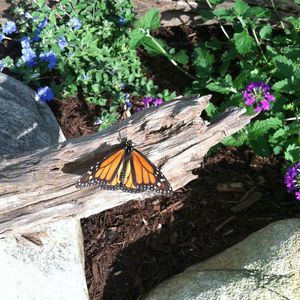 Meet your Posher, Dana